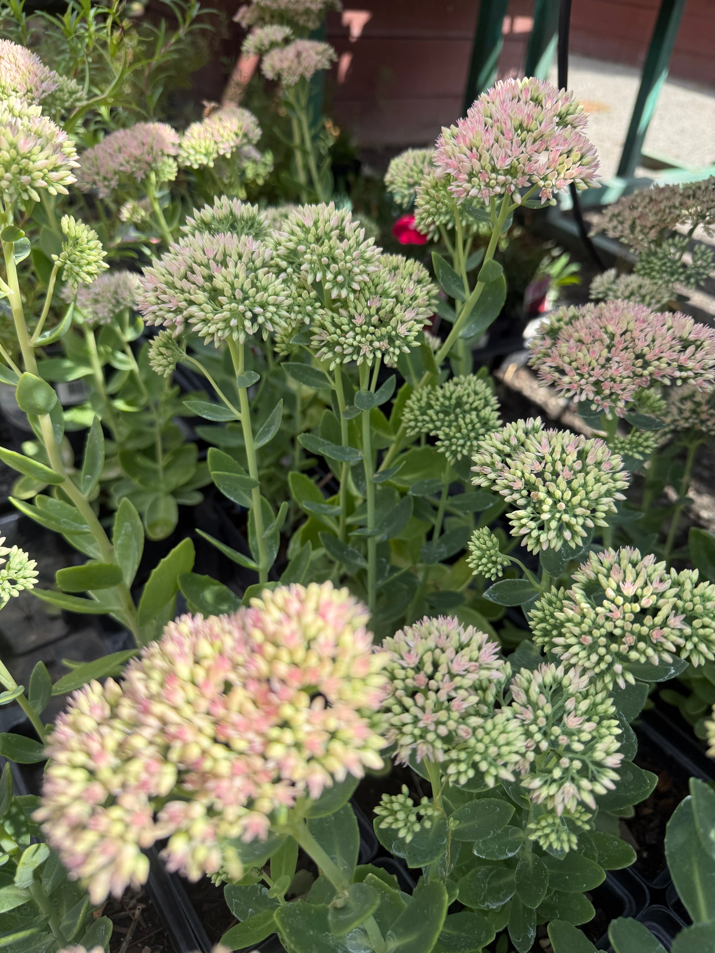 Sedum Maximum - Autumn Fire