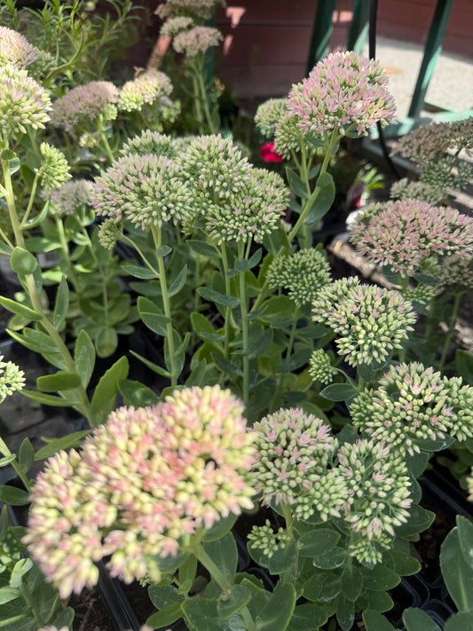 Sedum Maximum - Autumn Fire