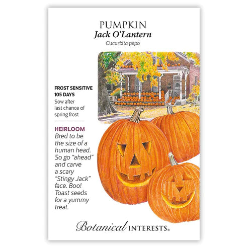 Pumpkin Seed - Jack O'Lantern