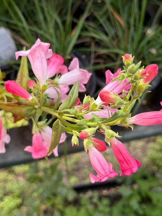 Penstemon - 'Flock of Flamingos' Beardtongue