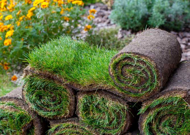 Blue-Rye 50/50 Blend of Bluegrass and Rye. California-Grown, Peat-Based PICKUP PRICE