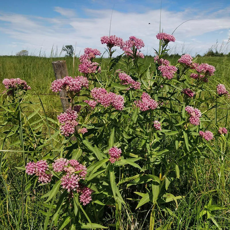 Asclepias Incarnata - 'Soulmate' Butterfly Flower