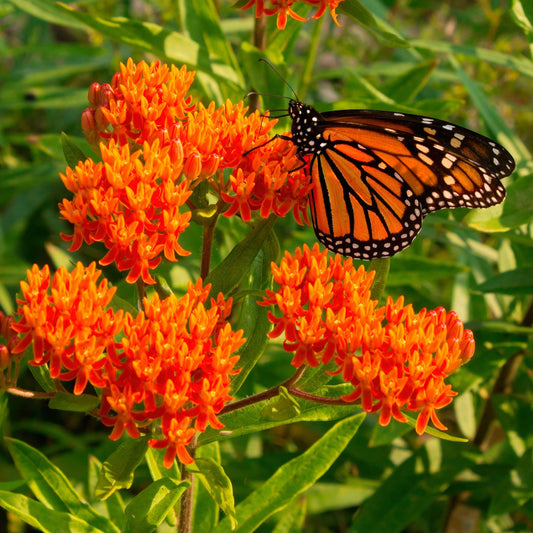 Asclepias Tuberosa - Orange Butterfly Flower