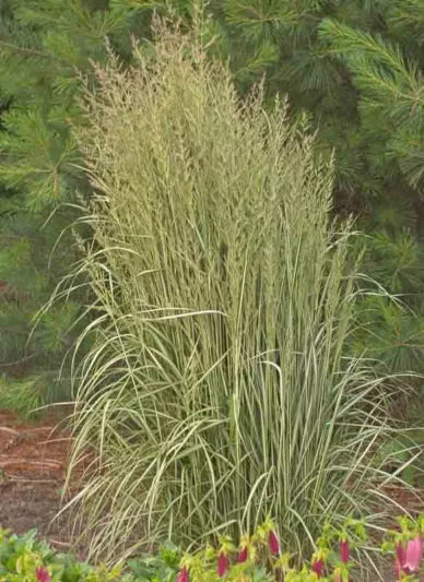 Grass Avalanche Calamagrostis Acutiflora