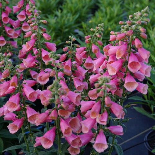 Digitalis Hybrida Arctic Fox Rose
