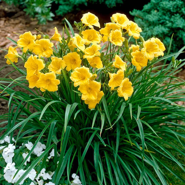 Hemerocallis Stella De Oro