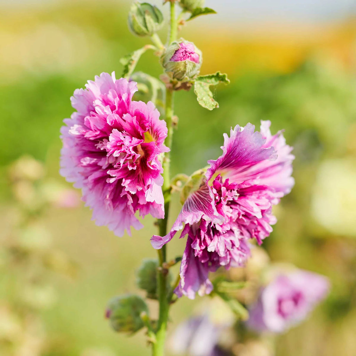 Alcea rosea - 'Queeny Purple' Hollyhock