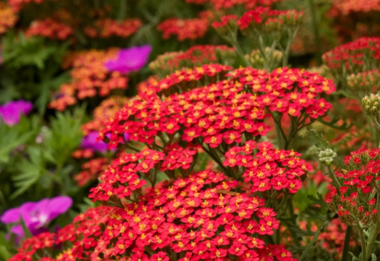 Achillea Millefolium - Yarrow 'Paprika'